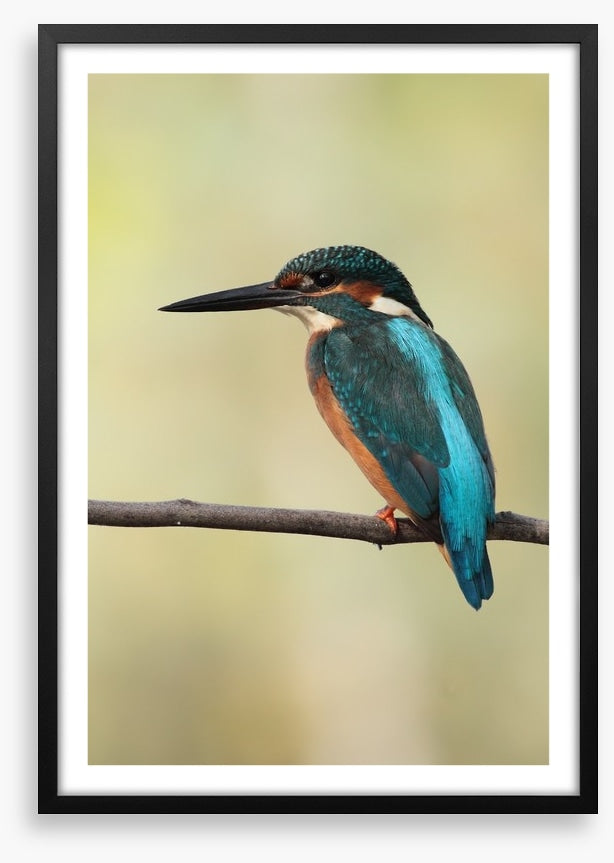 Majestic Kingfisher
