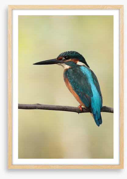 Majestic Kingfisher