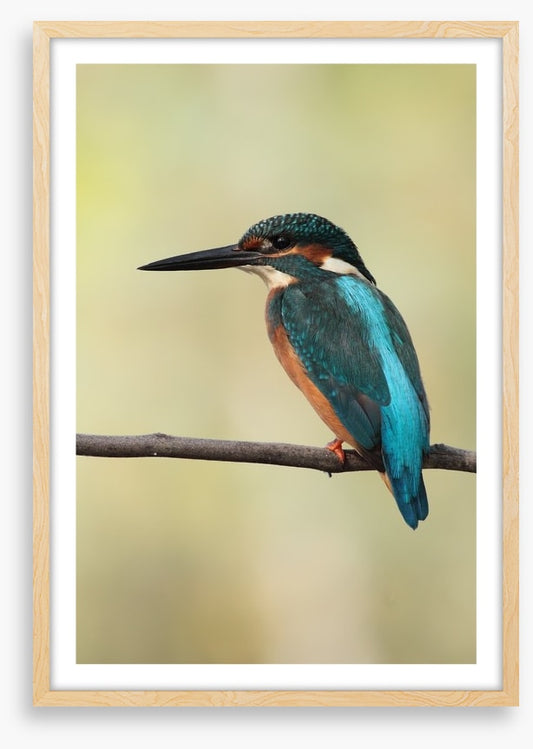 Majestic Kingfisher