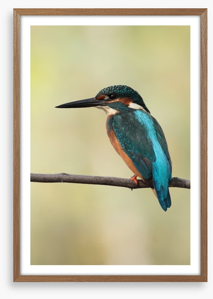 Majestic Kingfisher