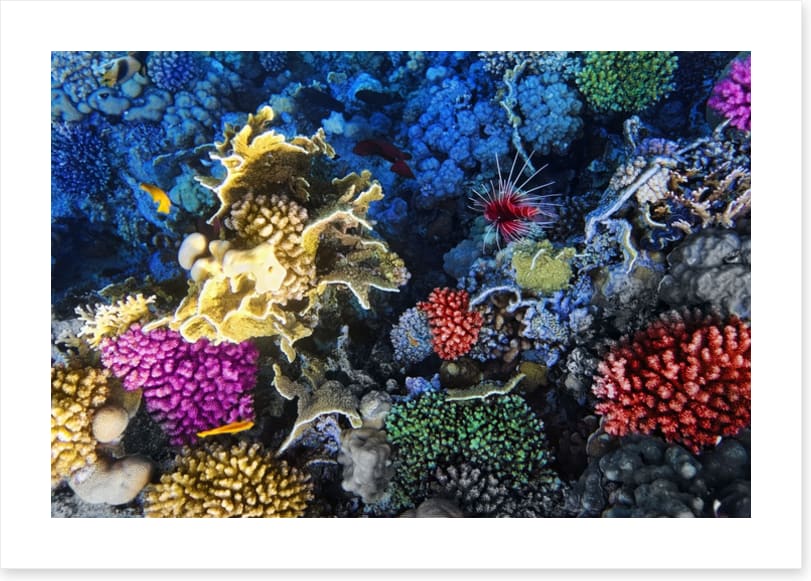 Coral colonies