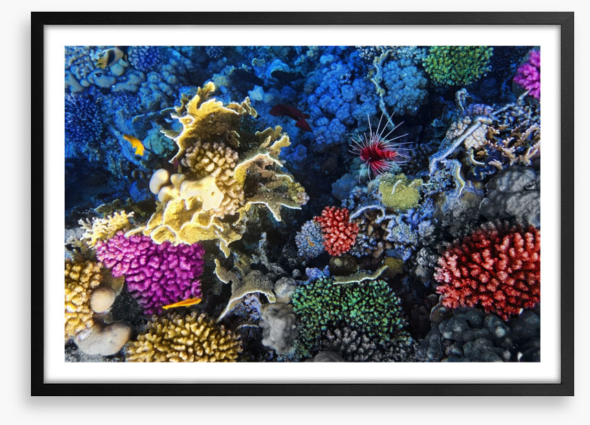 Coral colonies