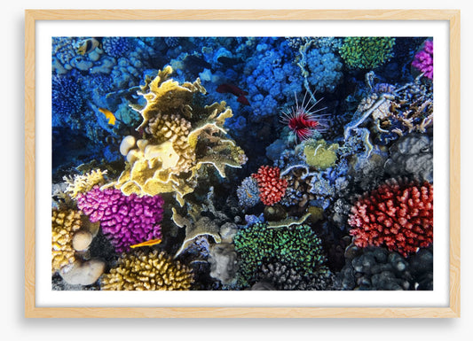 Coral colonies