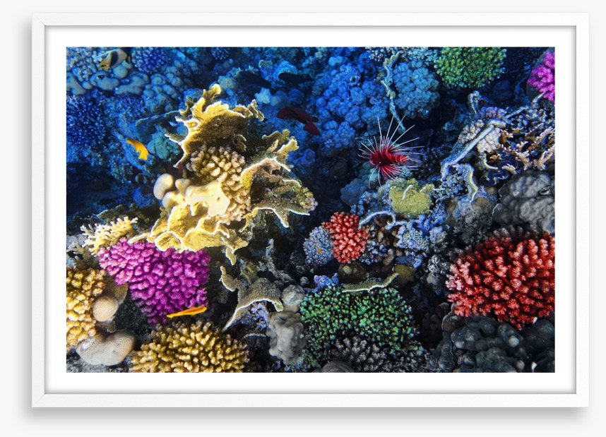 Coral colonies