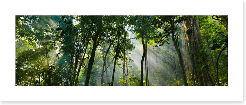 Rainforest rays panorama