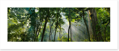 Rainforest rays panorama