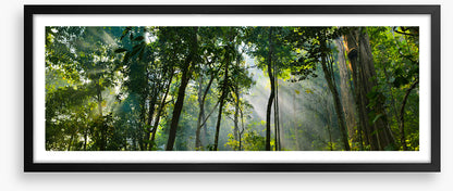 Rainforest rays panorama