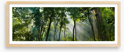 Rainforest rays panorama