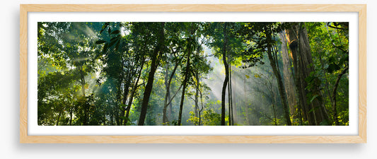 Rainforest rays panorama