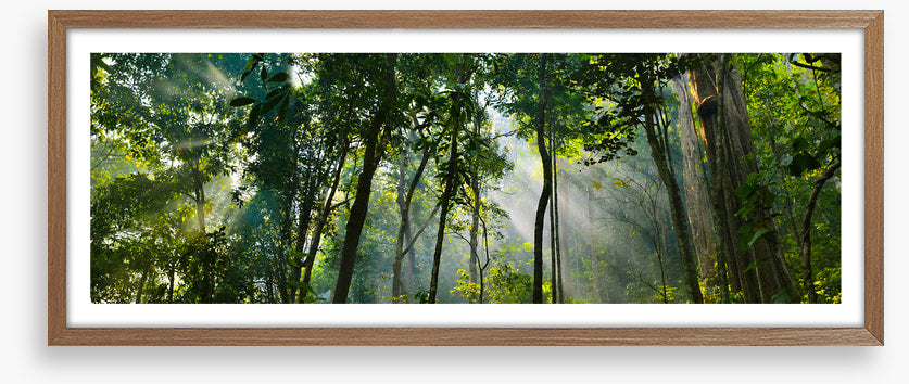 Rainforest rays panorama