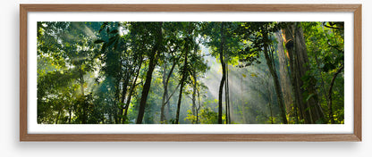 Rainforest rays panorama