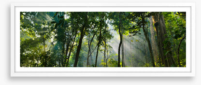 Rainforest rays panorama