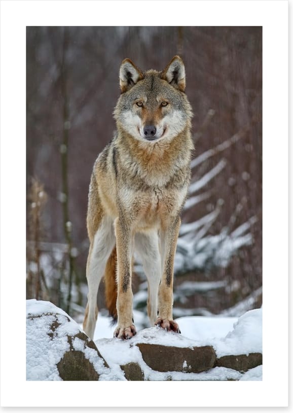 Winter wolf