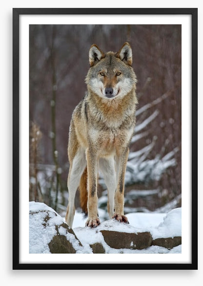 Winter wolf