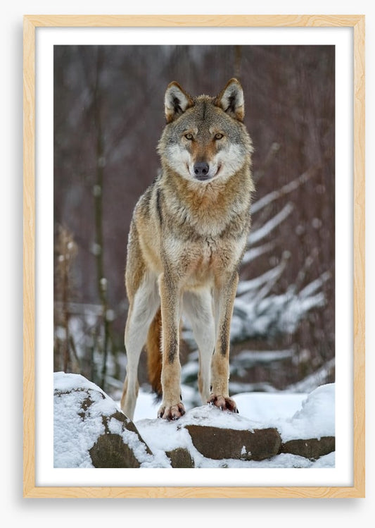 Winter wolf