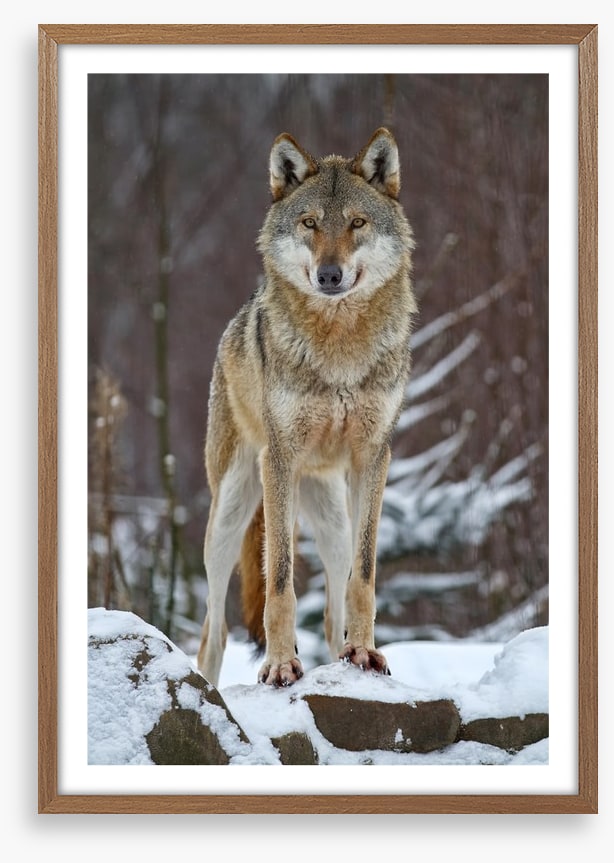 Winter wolf