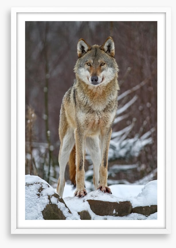 Winter wolf