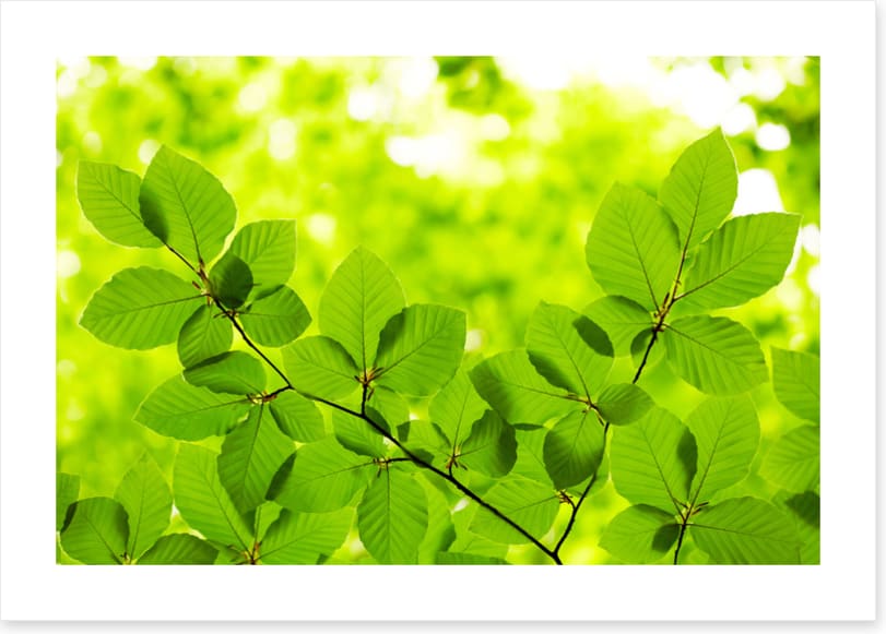 Leaves