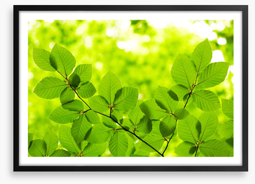 Leaves