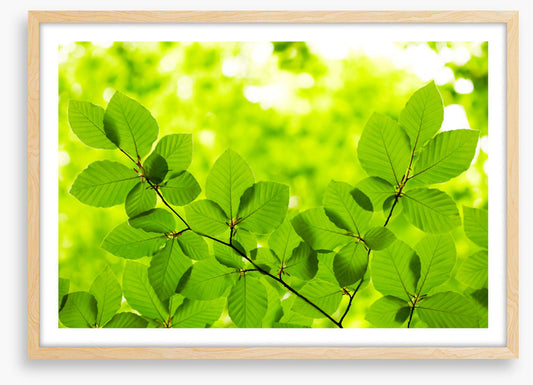 Leaves
