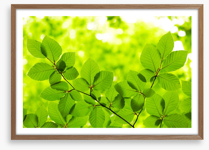 Leaves