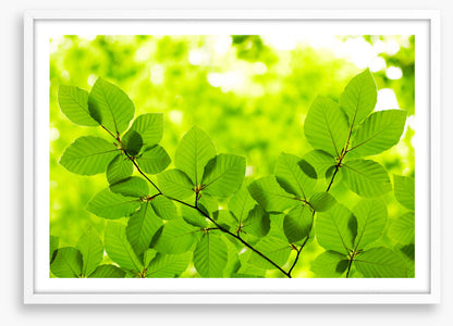 Leaves