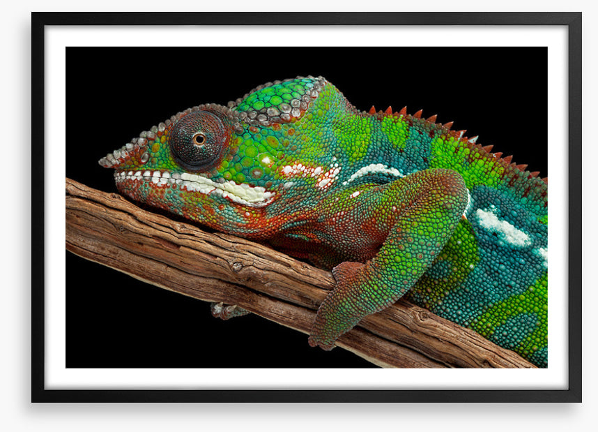 Reptiles / Amphibian