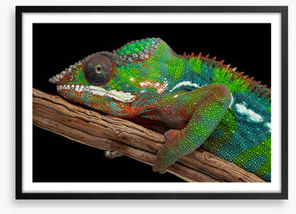 Reptiles / Amphibian