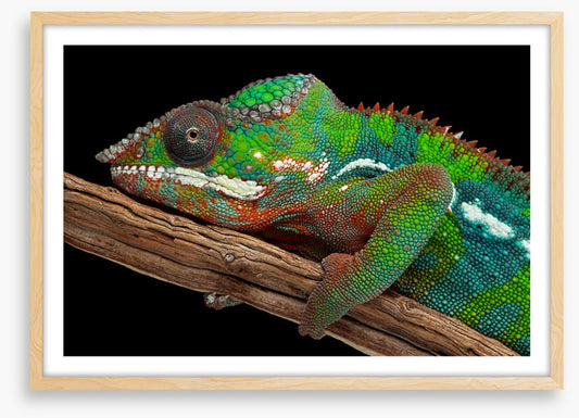 Reptiles / Amphibian