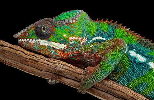 Reptiles / Amphibian