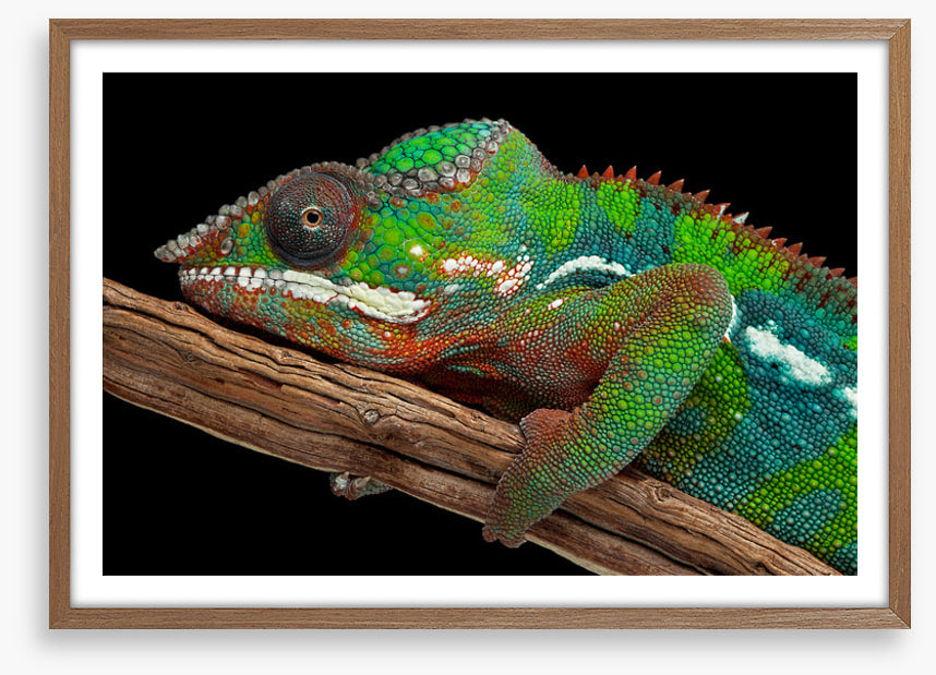 Reptiles / Amphibian