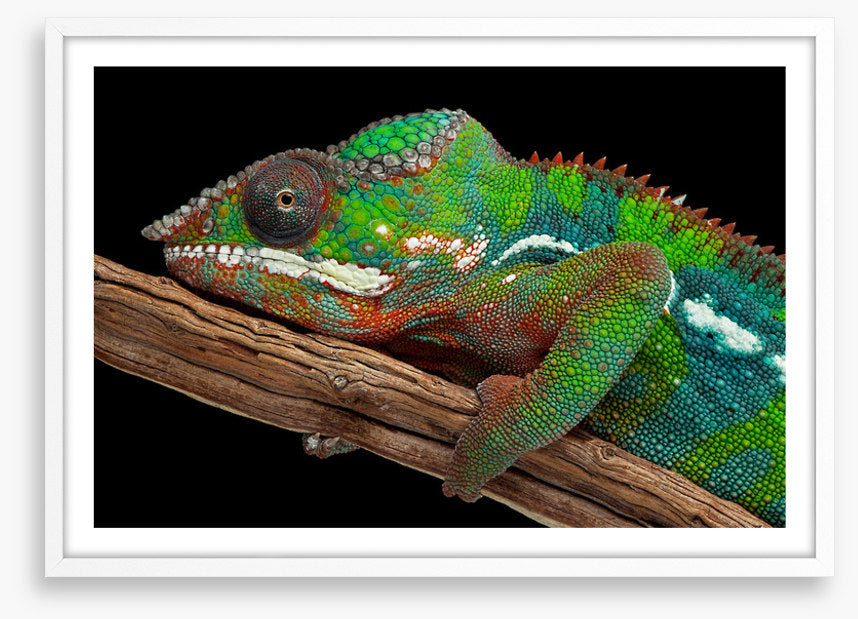 Reptiles / Amphibian