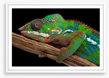 Reptiles / Amphibian