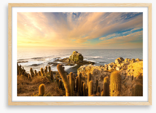 Off the cactus coast