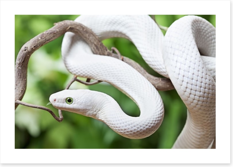 Reptiles / Amphibian