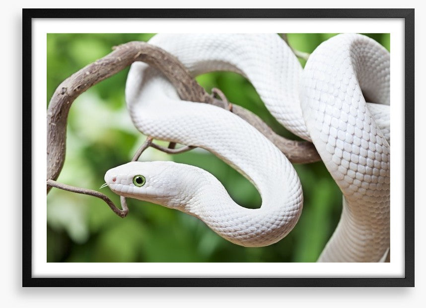Reptiles / Amphibian