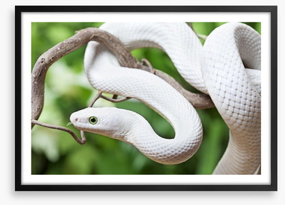 Reptiles / Amphibian