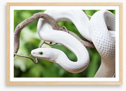 Reptiles / Amphibian