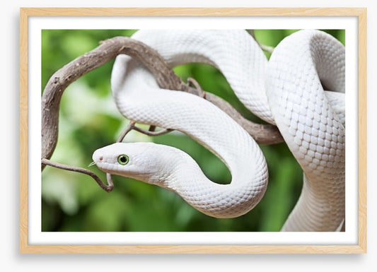 Reptiles / Amphibian
