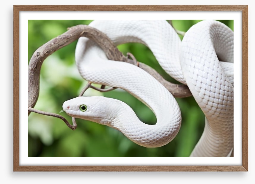Reptiles / Amphibian