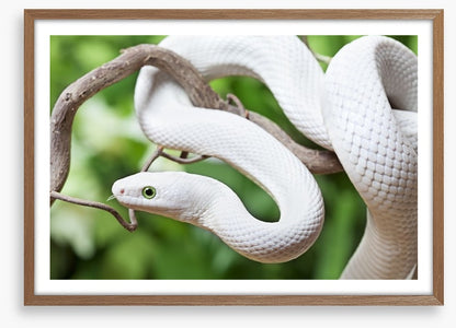Reptiles / Amphibian