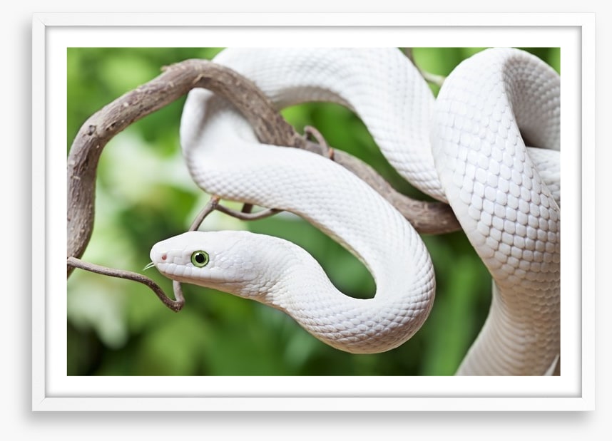 Reptiles / Amphibian