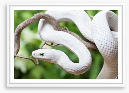 Reptiles / Amphibian