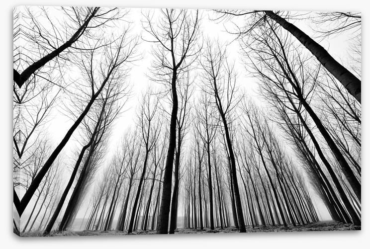 Solitude