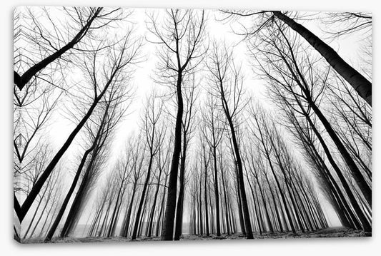Solitude