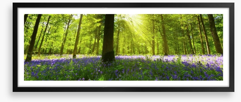 Bluebell woods panorama