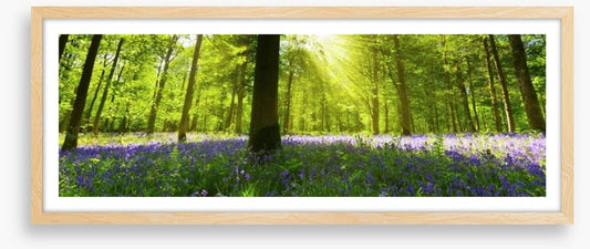 Bluebell woods panorama