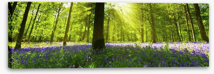 Bluebell woods panorama