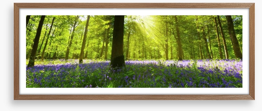 Bluebell woods panorama