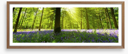 Bluebell woods panorama